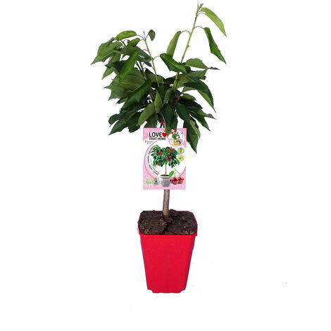 Cerezo Enano - Garden Bing 5l - Prunus avium