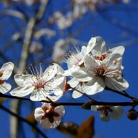 Almendro var.ferraduel - Prunus dulcis - 10Litros