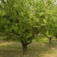 Almendro var.ferraduel - Prunus dulcis - 10Litros