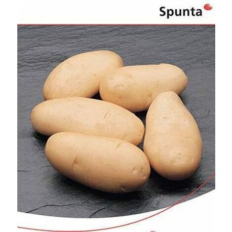 Spunta Patate da Seme - Confezione: 5 kg
