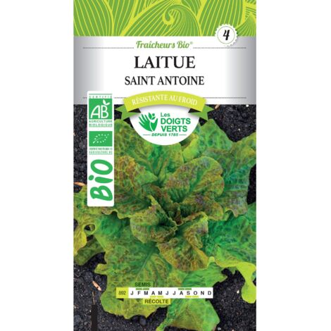 Semillas de lechuga Saint Antoine BIO Los Dedos Verdes