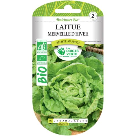 Semillas de lechuga maravilla de invierno BIO Los Dedos Verdes