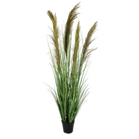 PIANTA CARINE PAMPAS VERDE MARRONE CON VASO H145 (1/4)