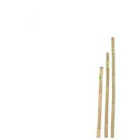 CANNA IN BAMBOO D.22-24 H.150