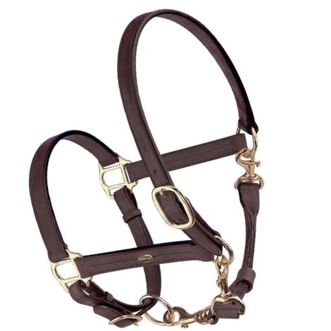 Briglie - Fotografie Stock E Altre Immagini Di Animale - IStock - Foto 6