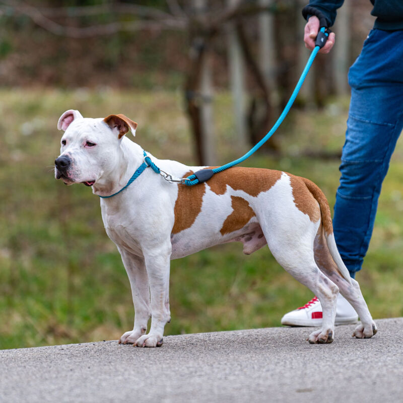 NUOVO Guinzaglio per cani 3m con doppio moschettone