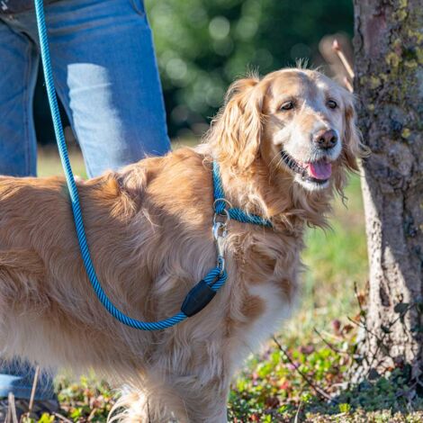 Ferplast Guinzaglio per Cani in Nylon Club Blu