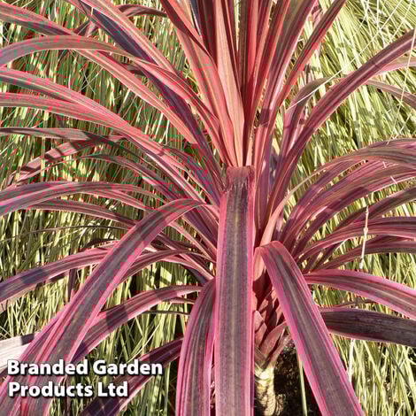 Cordyline Southern Splendour 9cm Potted Plant x 1