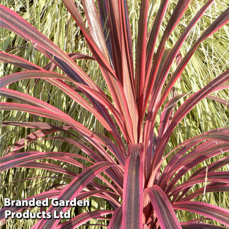 Cordyline Southern Splendour 9cm Potted Plant x 1