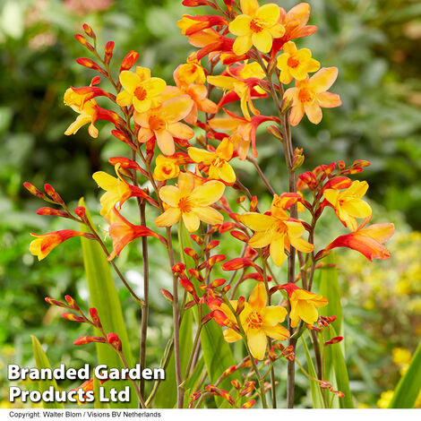 Crocosmia Harlequin 9cm Potted Plant x 1