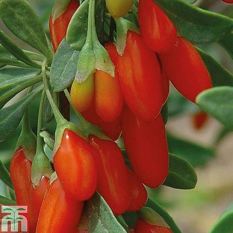 Goji Berry 'Synthia' - 1 Potted Plant (9cm Potted Plant)