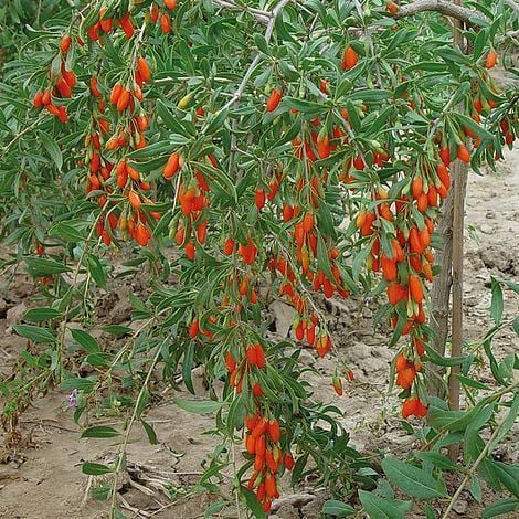 Goji Berry 'Synthia' - 1 Potted Plant (9cm Potted Plant)