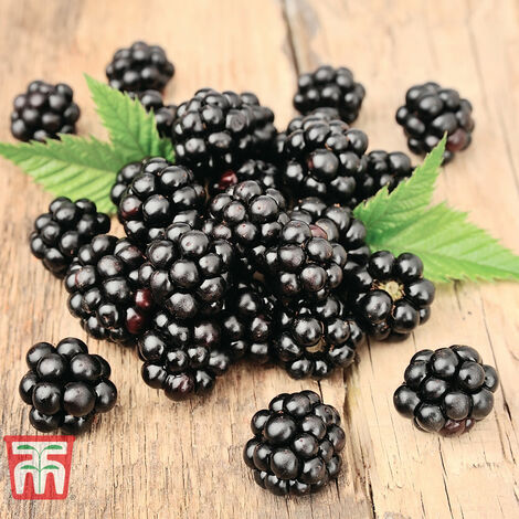 Blackberry (Rubus) Loch Ness - 1 Potted Plant
