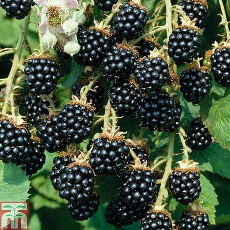 Blackberry (Rubus) Loch Ness - 1 Potted Plant