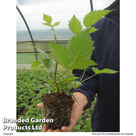 Blackberry (Rubus) Loch Ness - 1 Potted Plant