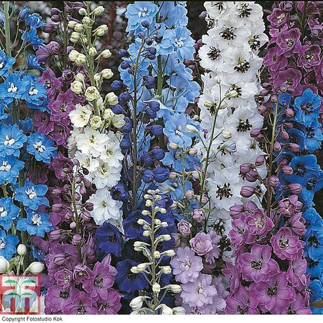 Delphinium Mixed 4 bare root plant plants