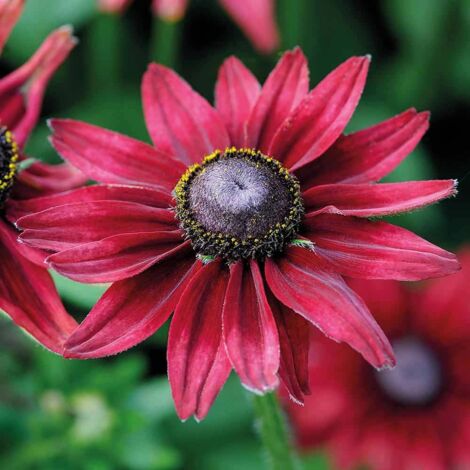 thumbnail image 2 of 30 Rudbeckia 'Cherry Brandy' Seeds - Black-Eyed Susan - Perennial Flower Seeds For Outdoor Planting 2 of 6