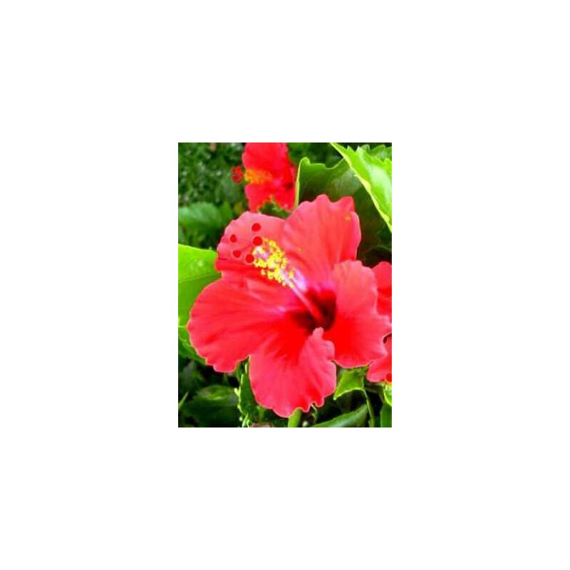 Pianta di Hibiscus Ibiscus Cespuglio arredo giardino vaso 7 