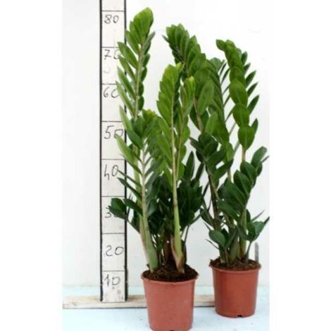 ZAMIOCULCAS Piante da interno Pianta da Appartamento Arredamento casa -vaso  15cm