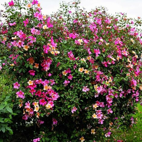 Pianta di Rosa Mutabilis vaso 7 cespuglio arredo giardino balcone