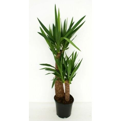 Pianta Vera da Appartamento Yucca H 50-60 cm Vaso Ø 14 cm