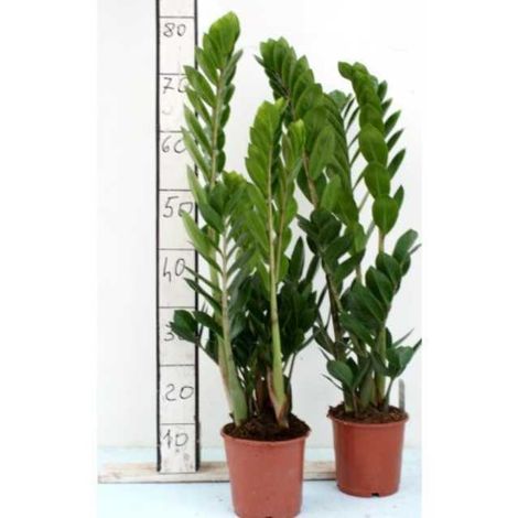 Zamioculcas piante da interno pianta da appartamento arredamento casa -vaso 15cm