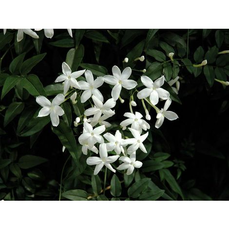 5 pz pianta di gelsomino jasminum officinale rampicante vaso 7