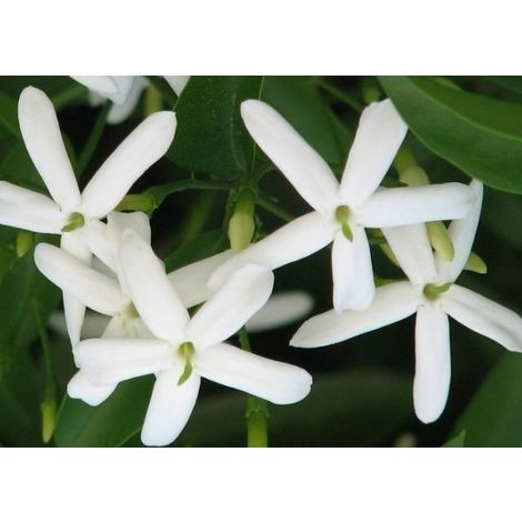 5 pz pianta di gelsomino jasminum azoricum rampicante gelsomino rampicante vaso7