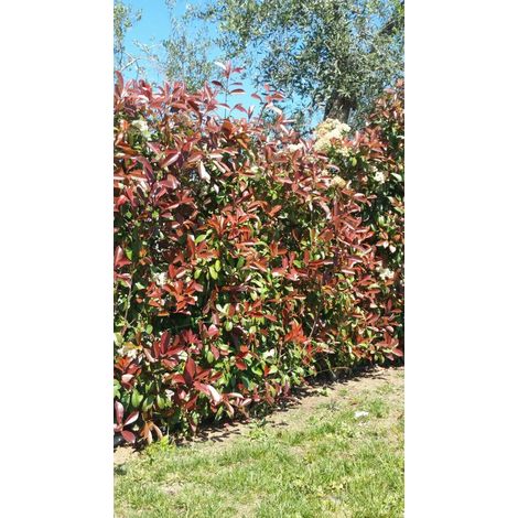 Pianta di photinia pianta da siepe arredo giardino vaso 7 fotinia red robin