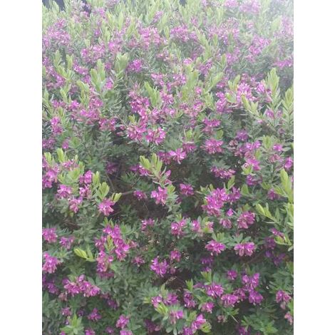 5 PZ Pianta di Dodonea Viscosa Purpurea Pianta da Siepe arredo giardino vaso 7 