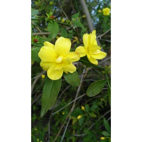 Pianta di gelsomino jasminum giallo rampicante gelsomino rampicante vaso 7