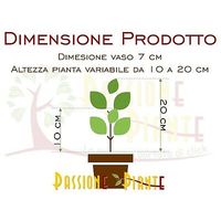 5 pz pianta di gelsomino jasminum officinale rampicante vaso 7