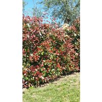 Pianta di photinia pianta da siepe arredo giardino vaso 7 fotinia red robin