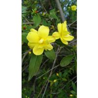 Pianta di gelsomino jasminum giallo rampicante gelsomino rampicante vaso 7