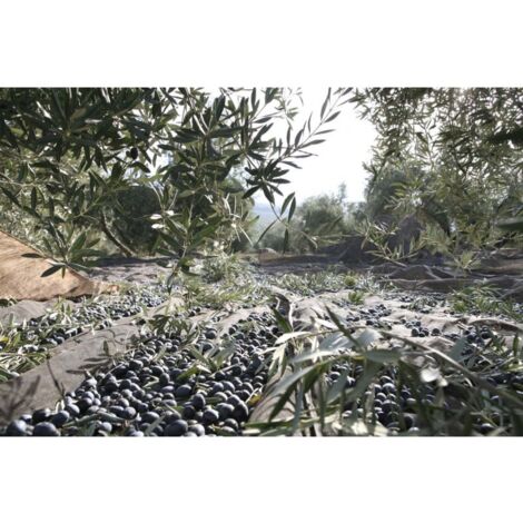 Mantos de aceituna negro extra . Medida: 3 x 5 m especial para la recoleccion de frutos de cascara