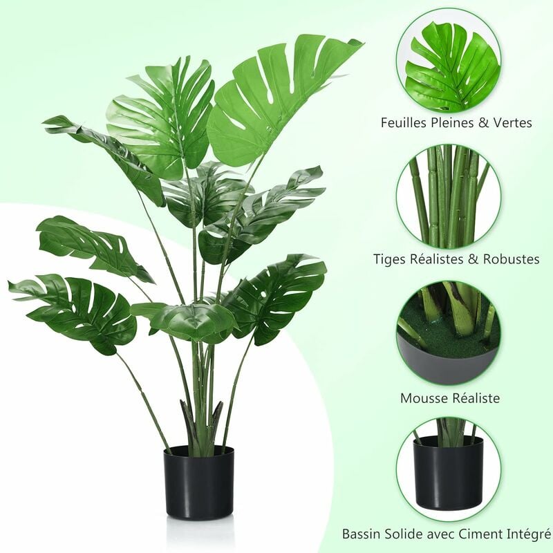 Plantes naturelles Lotus Sansevieria Snake plantes d'intérieur - Chine  Décoration et plante prix