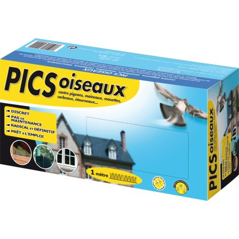 Pics Pigeons (1/4)