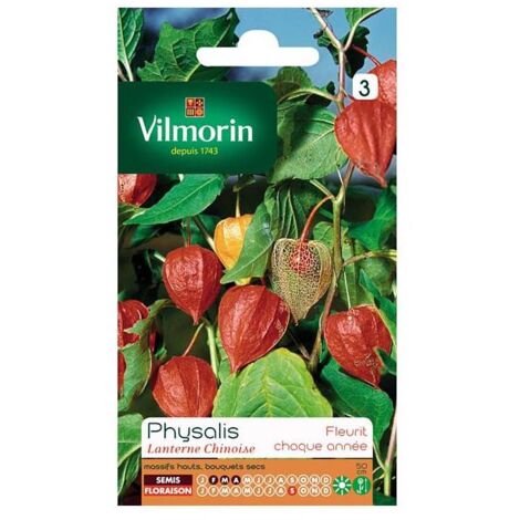 Sachet graines Physalis Lanterne chinoise