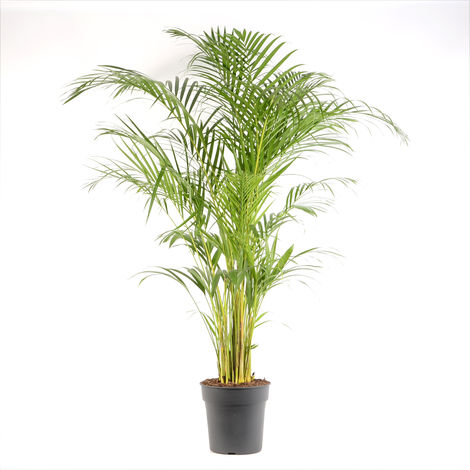 Areca Dypsis Lutescens O 24 X H 1cm