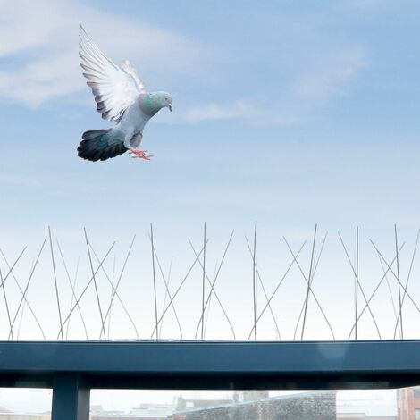 Pics Anti-Pigeon 3 mètres - Répulsif Pigeons Corbeaux Moineaux - Pointes  inox - Flexible - Installation Facile Balcon, Fenêtre