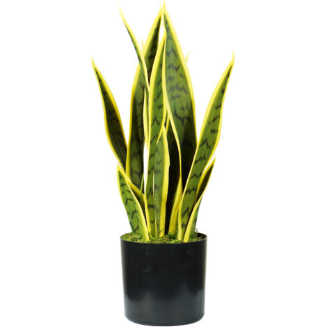 King Home pianta SANSEVIERIA H. 45 cm 12 FOGLIE completa di vaso con muschio