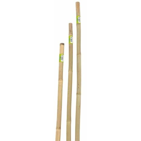 canna bamboo piena h180cm