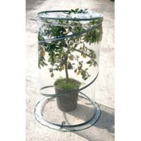 serra per pianta verdemax "pop up citrus" 90x150 cm