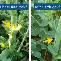 OmniCult HardRock® 10 l Dünger Pfanzendünger Getreide Mais Raps Kartoffeln