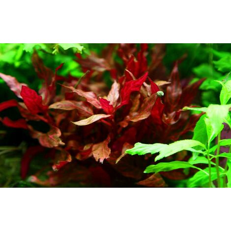 Aquarium Pflanze Alternanthera reineckii Rosanervig Tropica Topf Nr.023D