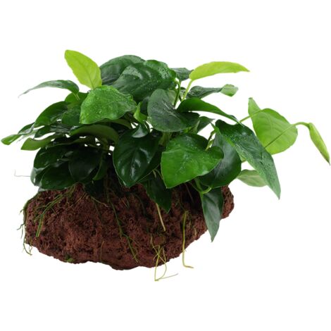 Aquarium Pflanze Anubias barteri var. nana auf Lavastein Tropica Nr.101 YLS