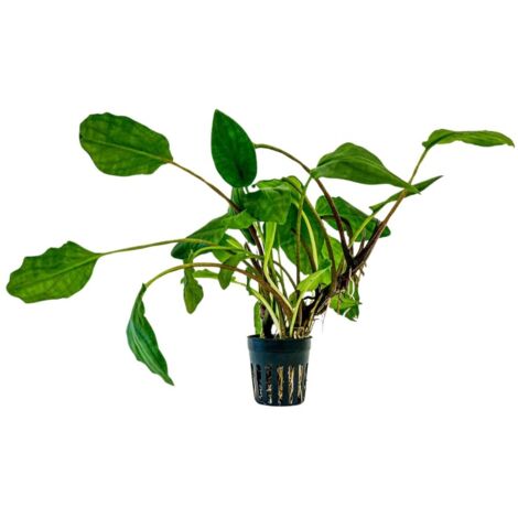 Aquarium Pflanze Lagenandra sp green Topf Nr.304