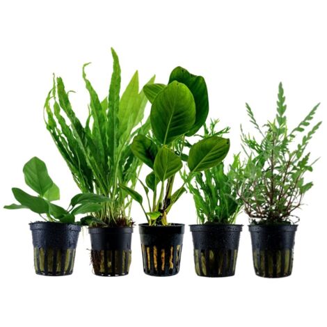 Pflanzen Set mit 5 Aufsitzer Aquariumpflanzen Nr.217