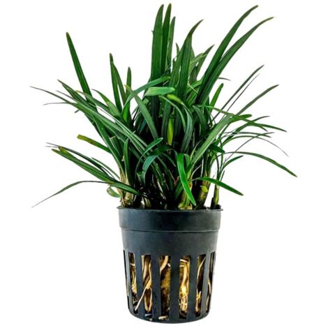 Terrarium Pflanze Ophiopogon kyoto Topf Nr.406T
