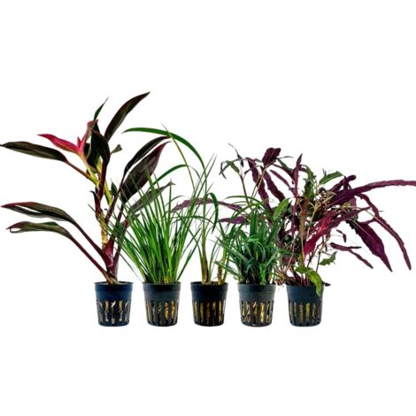 Pflanzen Set mit 5 Terrarienpflanzen Nr.271